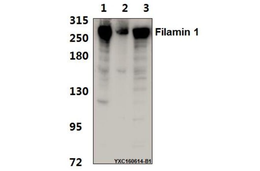 Anti-Filamin 1 (R2146) Antibody from Bioworld Technology (BS1128) - Antibodies.com