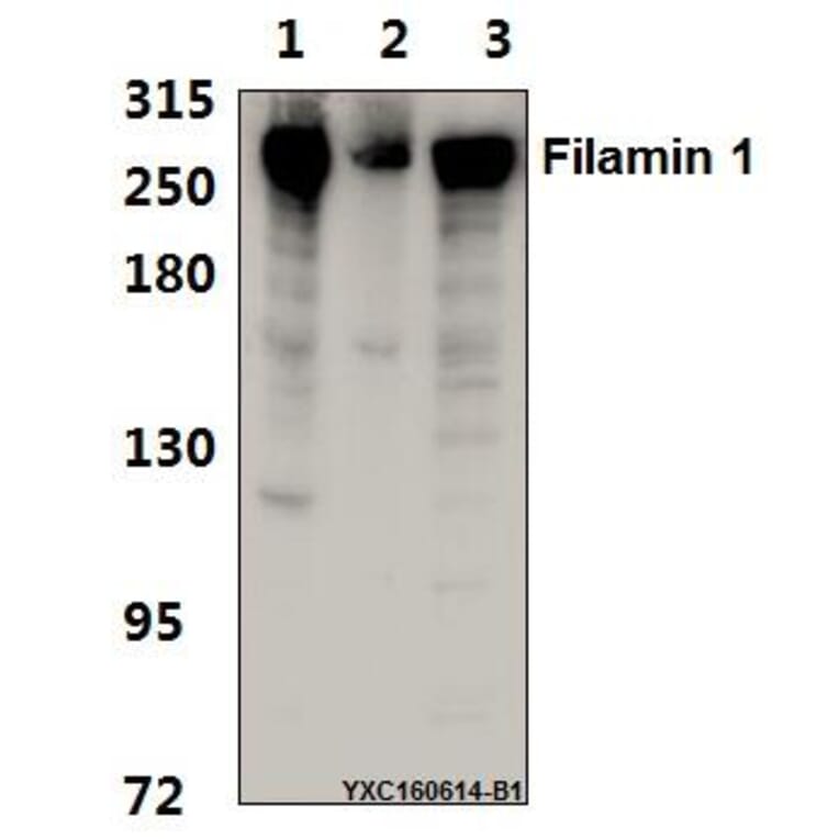 Anti-Filamin 1 (R2146) Antibody from Bioworld Technology (BS1128) - Antibodies.com
