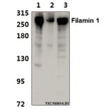 Anti-Filamin 1 (R2146) Antibody from Bioworld Technology (BS1128) - Antibodies.com