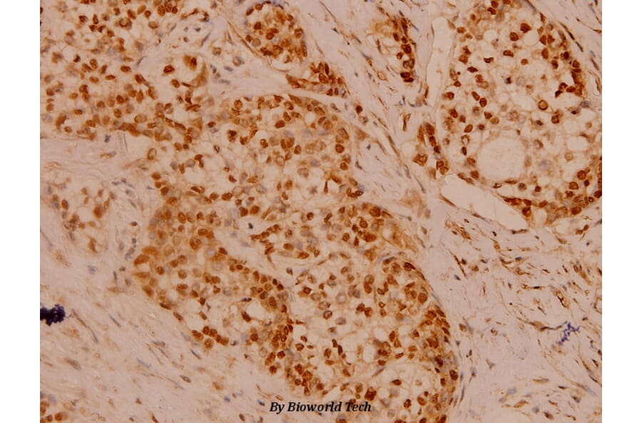 Anti-Filamin 1 (R2146) Antibody from Bioworld Technology (BS1128) - Antibodies.com