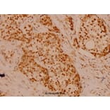 Anti-Filamin 1 (R2146) Antibody from Bioworld Technology (BS1128) - Antibodies.com