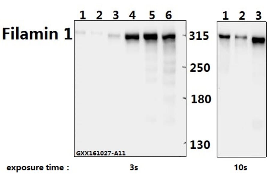 Anti-Filamin 1 (R2146) Antibody from Bioworld Technology (BS1128) - Antibodies.com