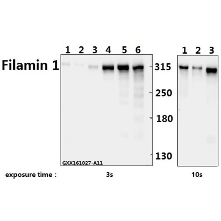 Anti-Filamin 1 (R2146) Antibody from Bioworld Technology (BS1128) - Antibodies.com