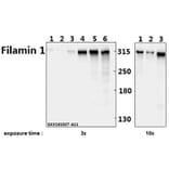 Anti-Filamin 1 (R2146) Antibody from Bioworld Technology (BS1128) - Antibodies.com