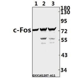 Anti-c-Fos (F3) Antibody from Bioworld Technology (BS1130) - Antibodies.com