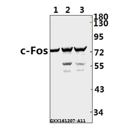 Anti-c-Fos (F3) Antibody from Bioworld Technology (BS1130) - Antibodies.com