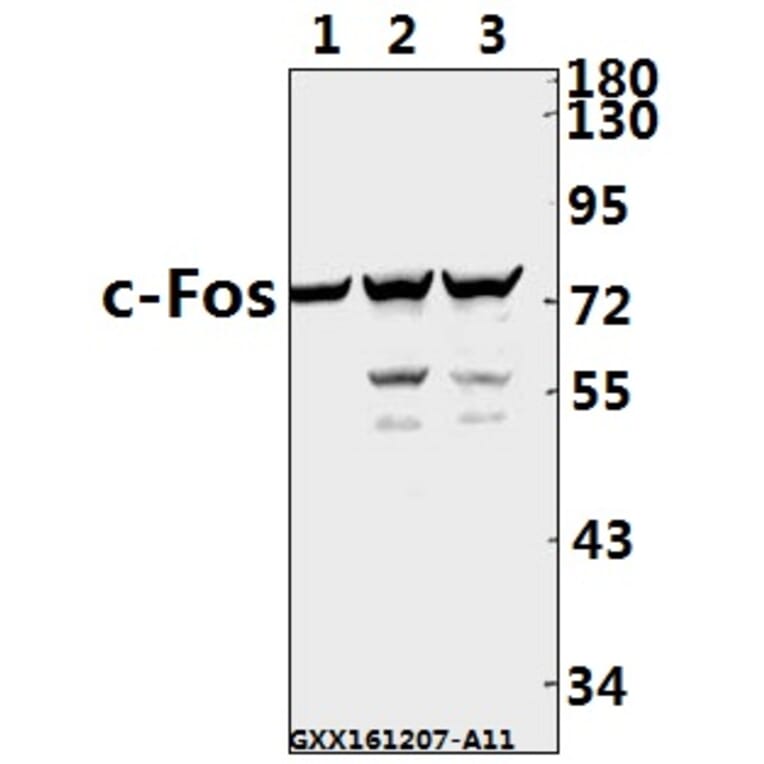 Anti-c-Fos (F3) Antibody from Bioworld Technology (BS1130) - Antibodies.com