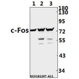 Anti-c-Fos (F3) Antibody from Bioworld Technology (BS1130) - Antibodies.com