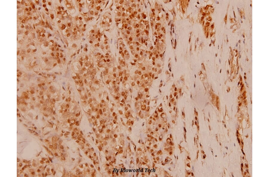 Anti-c-Fos (F3) Antibody from Bioworld Technology (BS1130) - Antibodies.com