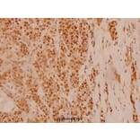 Anti-c-Fos (F3) Antibody from Bioworld Technology (BS1130) - Antibodies.com