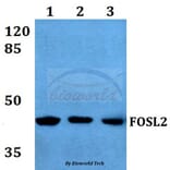 Anti-FOSL2 (S301) Antibody from Bioworld Technology (BS1131) - Antibodies.com