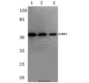 Anti-G3BP-1 (D226) Antibody from Bioworld Technology (BS1132) - Antibodies.com