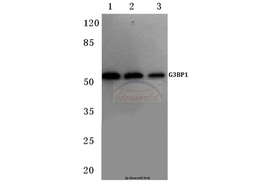 Anti-G3BP-1 (D226) Antibody from Bioworld Technology (BS1132) - Antibodies.com