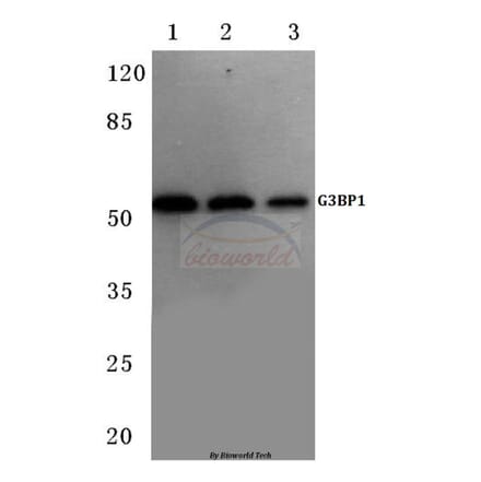 Anti-G3BP-1 (D226) Antibody from Bioworld Technology (BS1132) - Antibodies.com