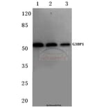 Anti-G3BP-1 (D226) Antibody from Bioworld Technology (BS1132) - Antibodies.com