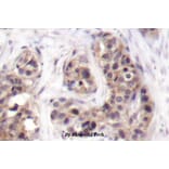 Anti-G3BP-1 (D226) Antibody from Bioworld Technology (BS1132) - Antibodies.com