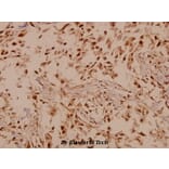 Anti-GABAB R1 (I902) Antibody from Bioworld Technology (BS1133) - Antibodies.com