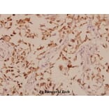 Anti-GABAA Rβ1 (R328) Antibody from Bioworld Technology (BS1134) - Antibodies.com