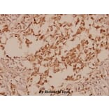 Anti-GAD-67 (A492) Antibody from Bioworld Technology (BS1135) - Antibodies.com