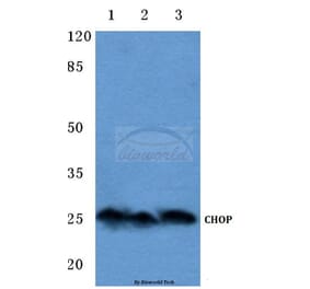 Anti-CHOP (K121) Antibody from Bioworld Technology (BS1136) - Antibodies.com