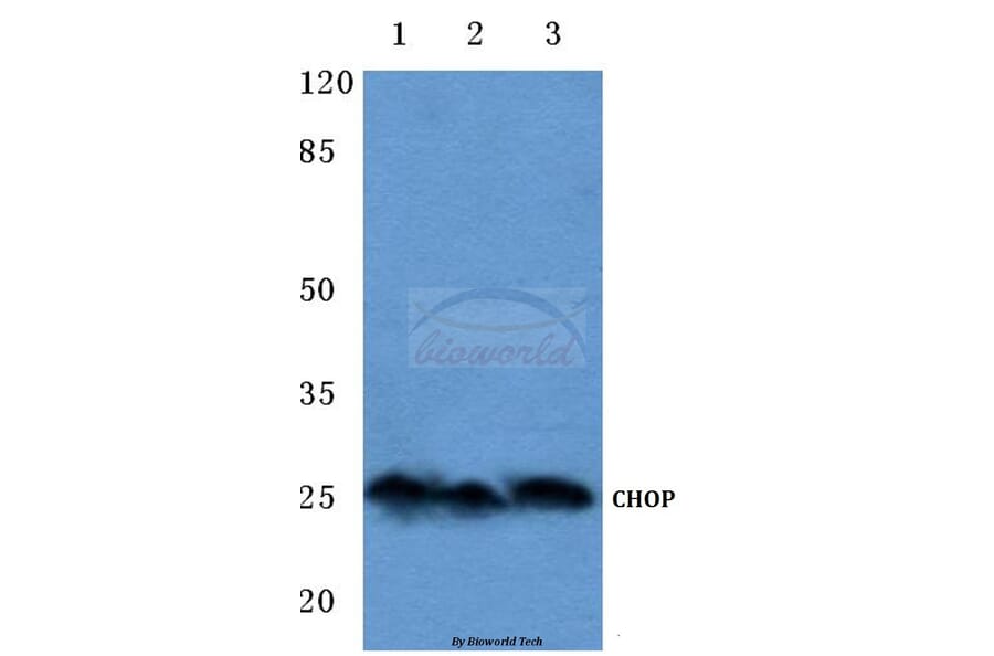 Anti-CHOP (K121) Antibody from Bioworld Technology (BS1136) - Antibodies.com
