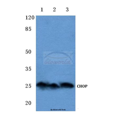 Anti-CHOP (K121) Antibody from Bioworld Technology (BS1136) - Antibodies.com