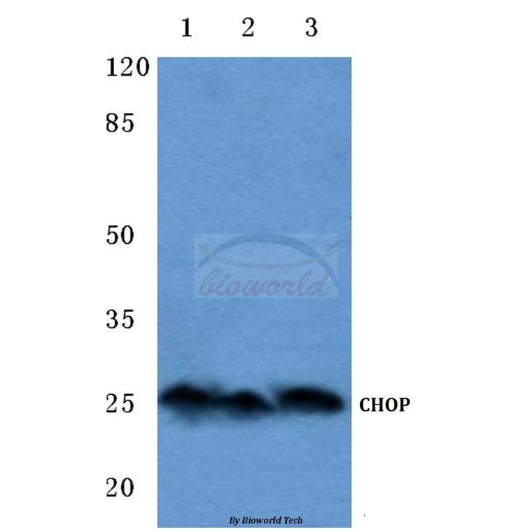 Anti-CHOP (K121) Antibody from Bioworld Technology (BS1136) - Antibodies.com