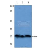 Anti-CHOP (K121) Antibody from Bioworld Technology (BS1136) - Antibodies.com