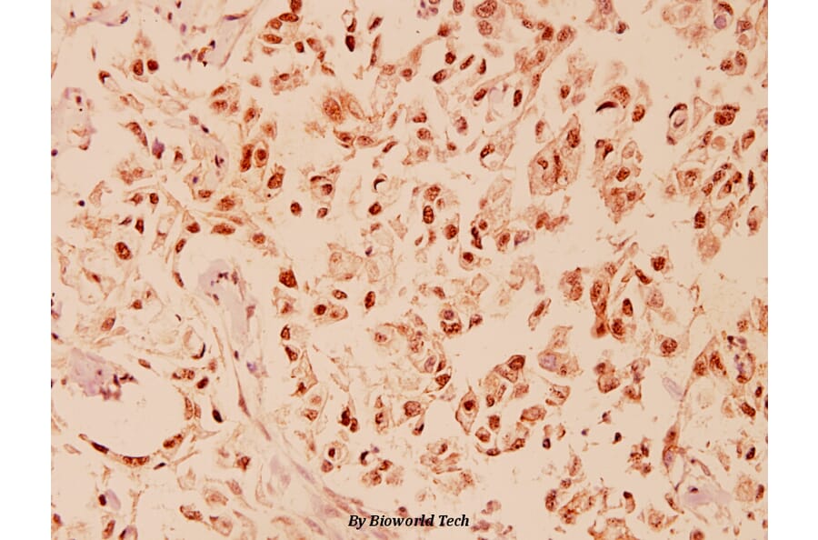 Anti-CHOP (K121) Antibody from Bioworld Technology (BS1136) - Antibodies.com