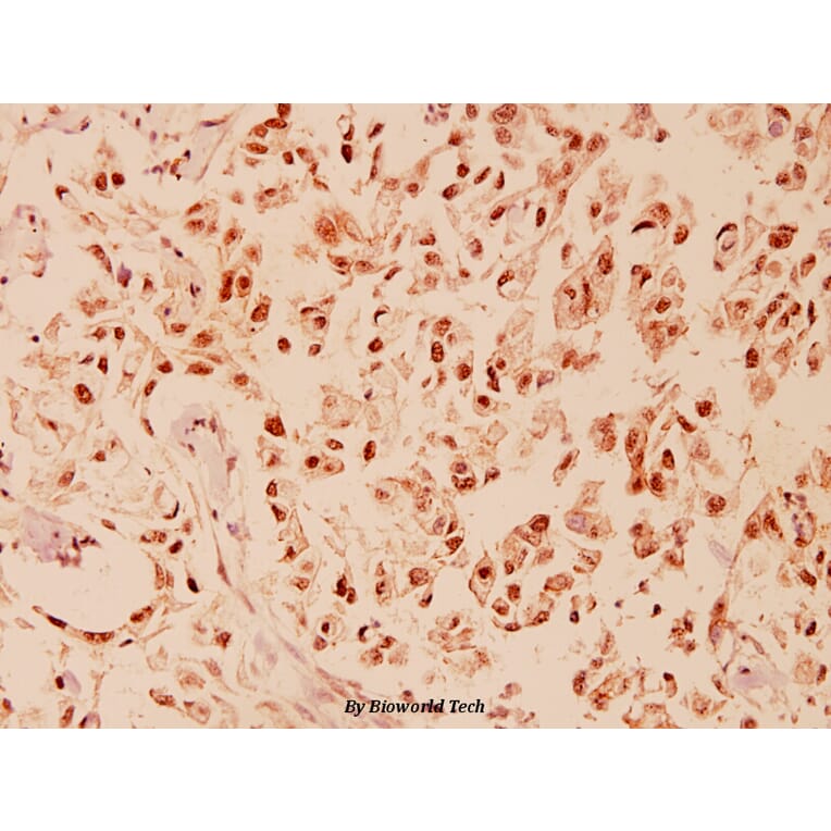 Anti-CHOP (K121) Antibody from Bioworld Technology (BS1136) - Antibodies.com