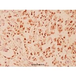 Anti-CHOP (K121) Antibody from Bioworld Technology (BS1136) - Antibodies.com