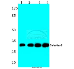 Anti-Galectin-3 (N174) Antibody from Bioworld Technology (BS1137) - Antibodies.com
