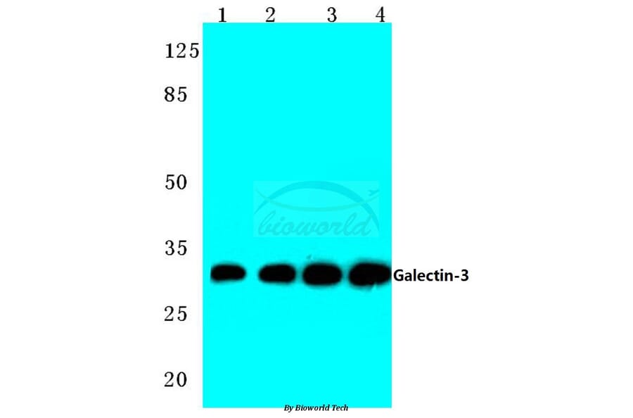 Anti-Galectin-3 (N174) Antibody from Bioworld Technology (BS1137) - Antibodies.com