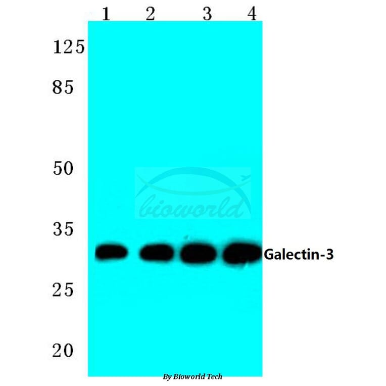 Anti-Galectin-3 (N174) Antibody from Bioworld Technology (BS1137) - Antibodies.com