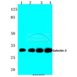 Anti-Galectin-3 (N174) Antibody from Bioworld Technology (BS1137) - Antibodies.com
