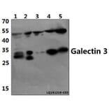 Anti-Galectin-3 (N174) Antibody from Bioworld Technology (BS1137) - Antibodies.com