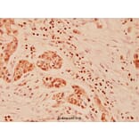 Anti-Galectin-3 (N174) Antibody from Bioworld Technology (BS1137) - Antibodies.com