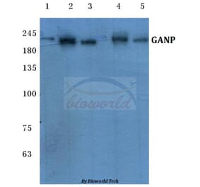 Anti-GANP (E1872) Antibody from Bioworld Technology (BS1138) - Antibodies.com