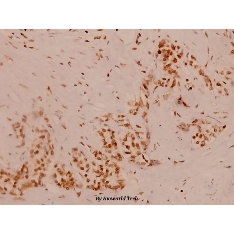 Anti-GANP (E1872) Antibody from Bioworld Technology (BS1138) - Antibodies.com