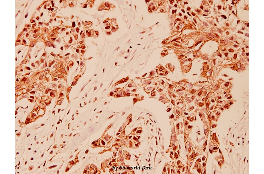 Anti-Gastrin (M90) Antibody from Bioworld Technology (BS1139) - Antibodies.com