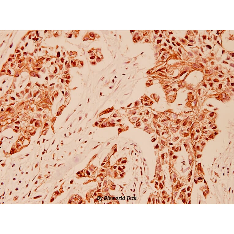 Anti-Gastrin (M90) Antibody from Bioworld Technology (BS1139) - Antibodies.com