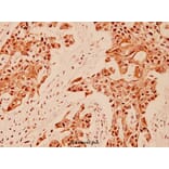 Anti-Gastrin (M90) Antibody from Bioworld Technology (BS1139) - Antibodies.com