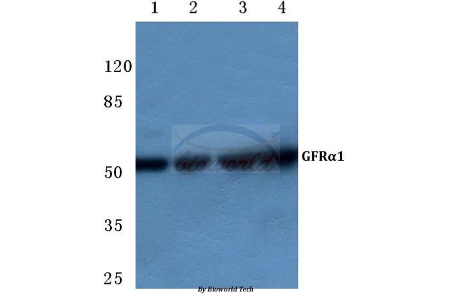 Anti-GFRα-1 (K90) Antibody from Bioworld Technology (BS1141) - Antibodies.com