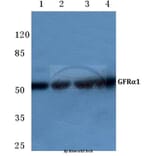 Anti-GFRα-1 (K90) Antibody from Bioworld Technology (BS1141) - Antibodies.com