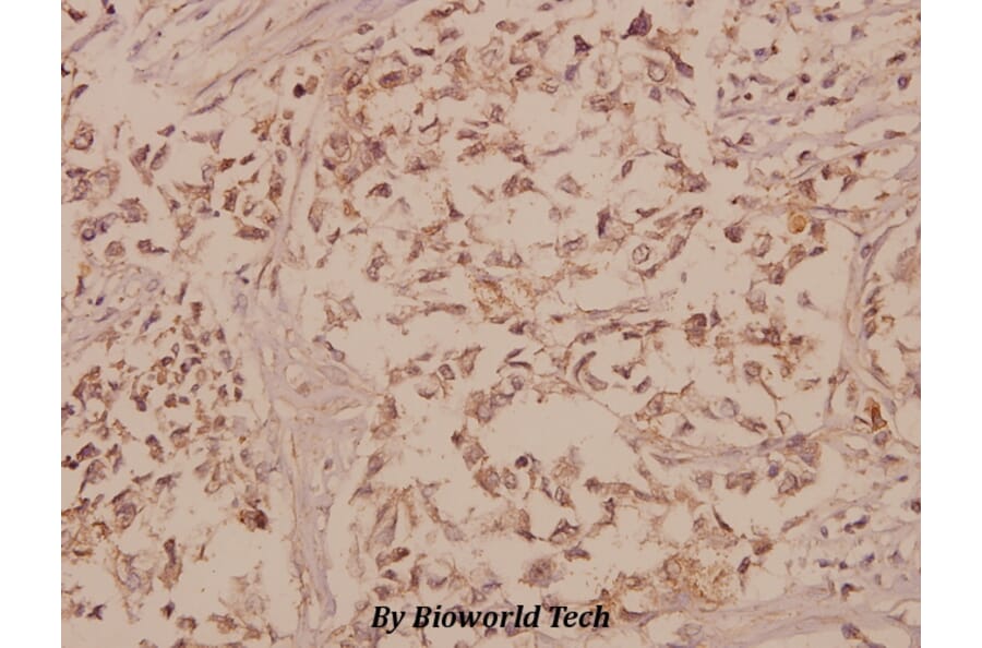 Anti-GFRα-1 (K90) Antibody from Bioworld Technology (BS1141) - Antibodies.com