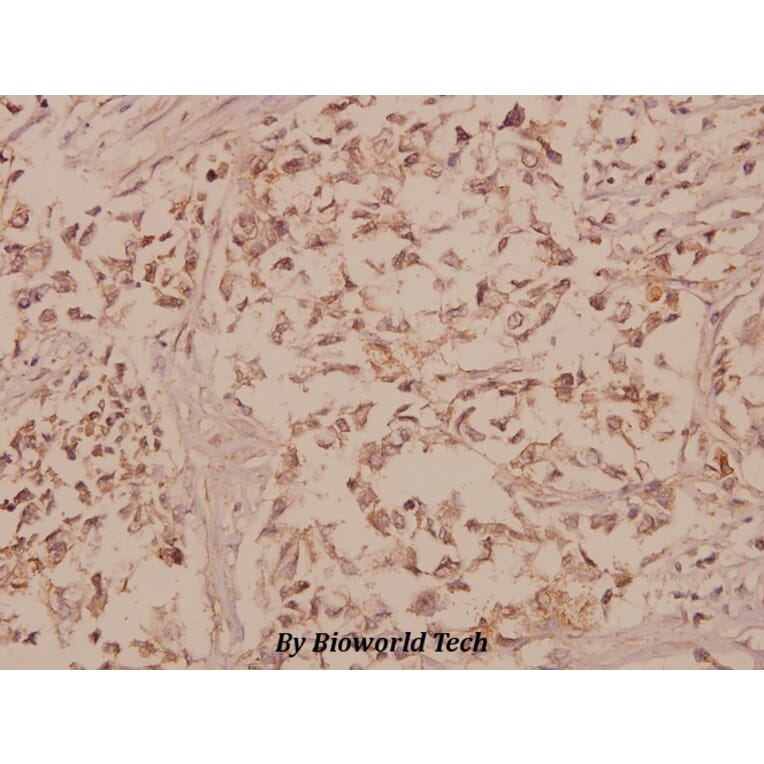 Anti-GFRα-1 (K90) Antibody from Bioworld Technology (BS1141) - Antibodies.com