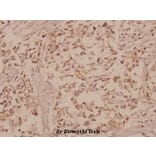 Anti-GFRα-1 (K90) Antibody from Bioworld Technology (BS1141) - Antibodies.com