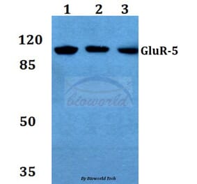 Anti-GluR-5 (L12) Antibody from Bioworld Technology (BS1145) - Antibodies.com