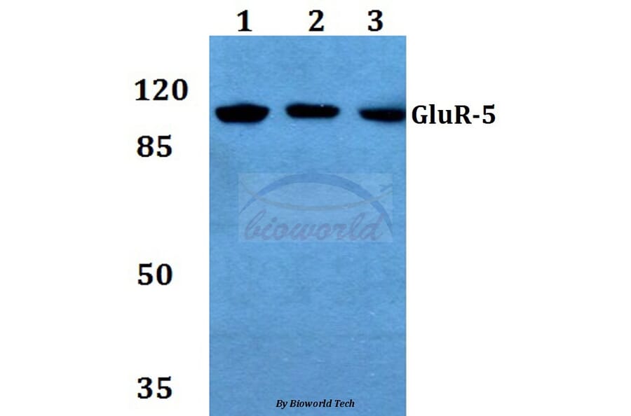 Anti-GluR-5 (L12) Antibody from Bioworld Technology (BS1145) - Antibodies.com