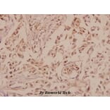 Anti-GluR-5 (L12) Antibody from Bioworld Technology (BS1145) - Antibodies.com